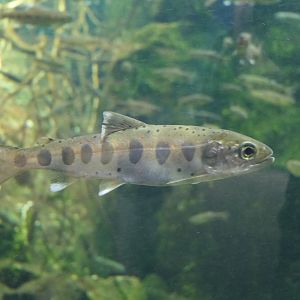 Amago (Oncorhynchus masou ishikawae) - Lake Biwa Museum