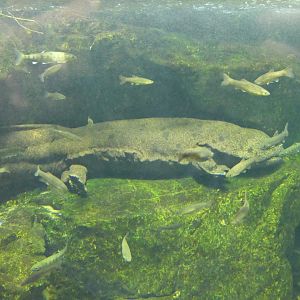 Hybrid Giant Salamander (Andrias japonicus x davidianus) - Lake Biwa Museum