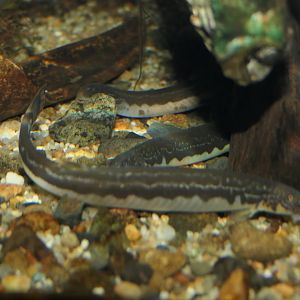 Ajime Loach (Niwaella delicata) - Lake Biwa Museum
