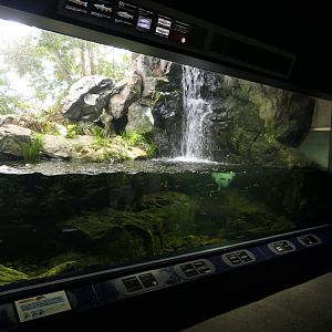 Giant salamander exhibit - Lake Biwa Museum