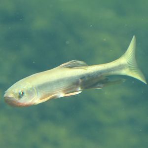 Dark Chub (Nipponocypris temminckii) - Lake Biwa Museum