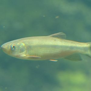Japanese Dark Chub (Nipponocypris sieboldii) - Lake Biwa Museum