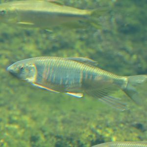 Pale Chub (Zacco platypus) - Lake Biwa Museum