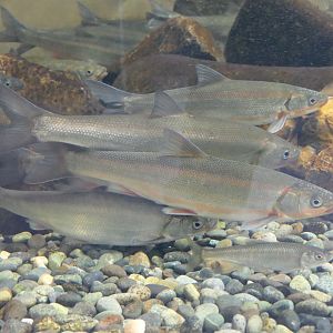 Japanese Dace (Pseudaspius hakonensis) - Lake Biwa Museum