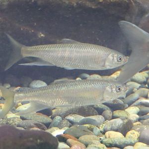 Pale Chub (Zacco platypus) - Lake Biwa Museum