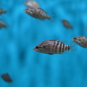 Japanese Aucha Perch (Coreoperca kawamebari) - Lake Biwa Museum