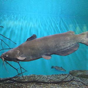 Channel Catfish (Ictalurus punctatus) - Lake Biwa Museum