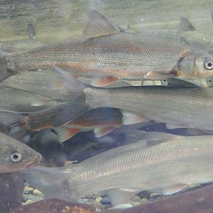 Japanese Dace (Pseudaspius hakonensis) - Lake Biwa Museum