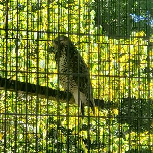 Trailside M&Z (2022) - Rough-legged Hawk