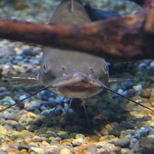 Channel Catfish (Ictalurus punctatus) - Lake Biwa Museum