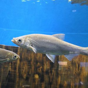 Wataka (Ischikauia steenackeri) - Lake Biwa Museum