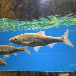 Wataka (Ischikauia steenackeri) - Lake Biwa Museum