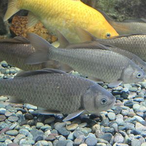 Nigorobuna (Carassius "auratus" grandoculis) - Lake Biwa Museum