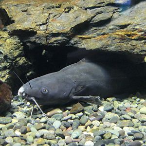 Gigi (Tachysurus nudiceps) - Lake Biwa Museum