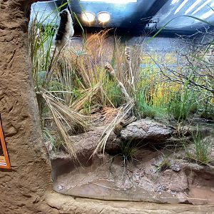 African bullfrog exhibit