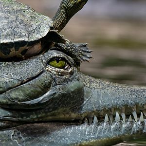 Indian roofed turtle (Pangshura tecta) & gharial (Gavialis gangeticus)