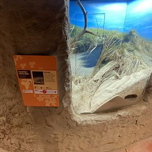 keyserling wonder gecko exhibit