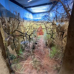 Cate-eyed mantis and plum dung beetle exhibit