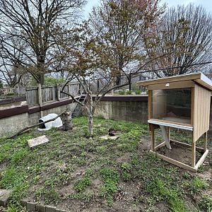 Banded Mongoose Exhibit