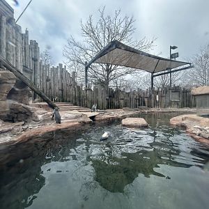 Humboldt Penguin Exhibit