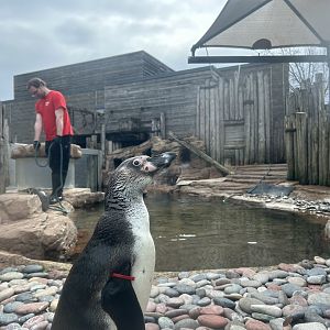 Humboldt Penguin Exhibit
