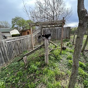 Turkey Vulture Exhibit
