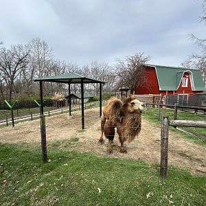 Bactrian Camel Exhibit