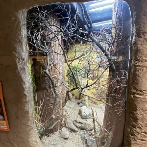 Acacia rat exhibit
