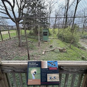African Crowned Crane Exhibit