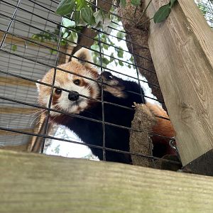 Red Panda