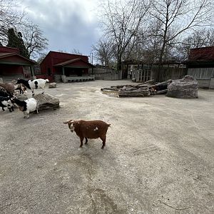 African Pygmy Goat Exhibit