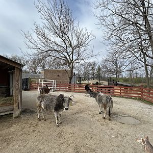 Zebu Exhibit