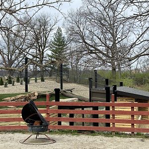 Upcoming Mountain Lion Exhibit