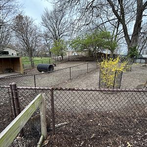 Bennett’s Wallaby Exhibit