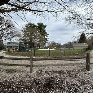 Chilean Flamingo & White Pelican Exhibit