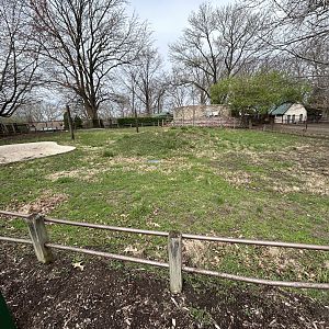 Aldabra Tortoise Exhibit