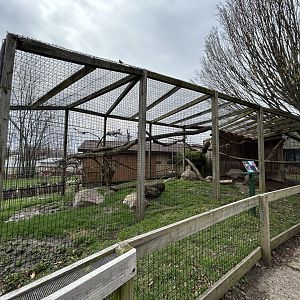 Ring-tailed Lemur Exhibit
