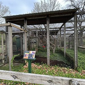 Golden-headed Lion Tamarin Exhibit