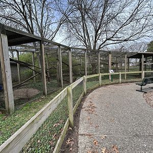 Black Howler Monkey Exhibit