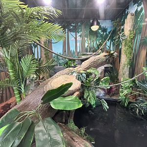 Burmese Python Exhibit