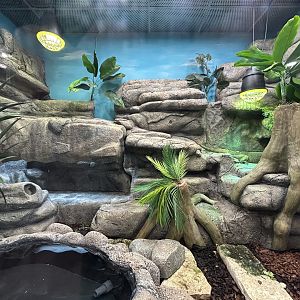 Rhinoceros Iguana Exhibit