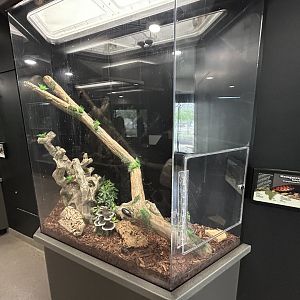 Madagascar Hissing Cockroach Exhibit