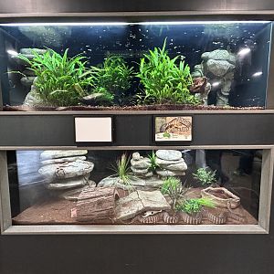 Woma Python Exhibit + Tetras
