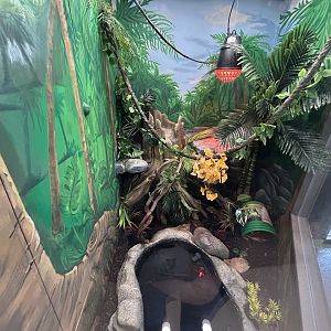 Blood Python Exhibit