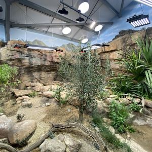 Mixed reptile enclosure