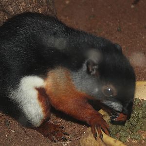 Sumatran Prevost's squirrel (Callosciurus prevostii rafflesi)