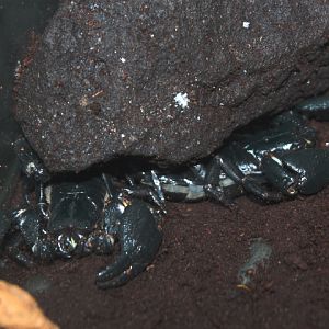 Malaysian forest scorpion (Heterometrus spinifer)