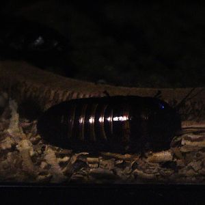 Madagascar hissing cockroach (Gromphadorhina portentosa)