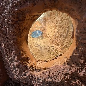 Karoo round-eared sengi