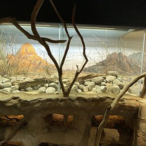 African pygmy mice exhibit